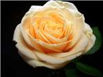 Peach Avalanche Rose